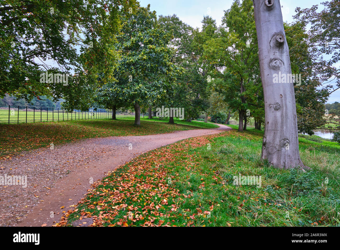 Weg durch ländliche Parkanlage mit alten Laubbäumen an der Seite und Herbstliche Blätter auf dem Boden in Shropshire Stockfoto