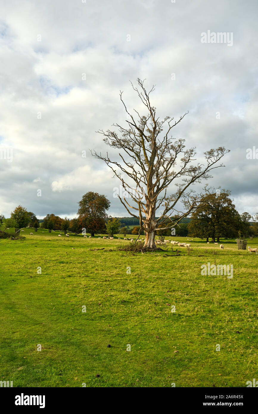 Toter Baum in einem Park in der Nähe von fürstenberg in Wales mit Schaf Stockfoto