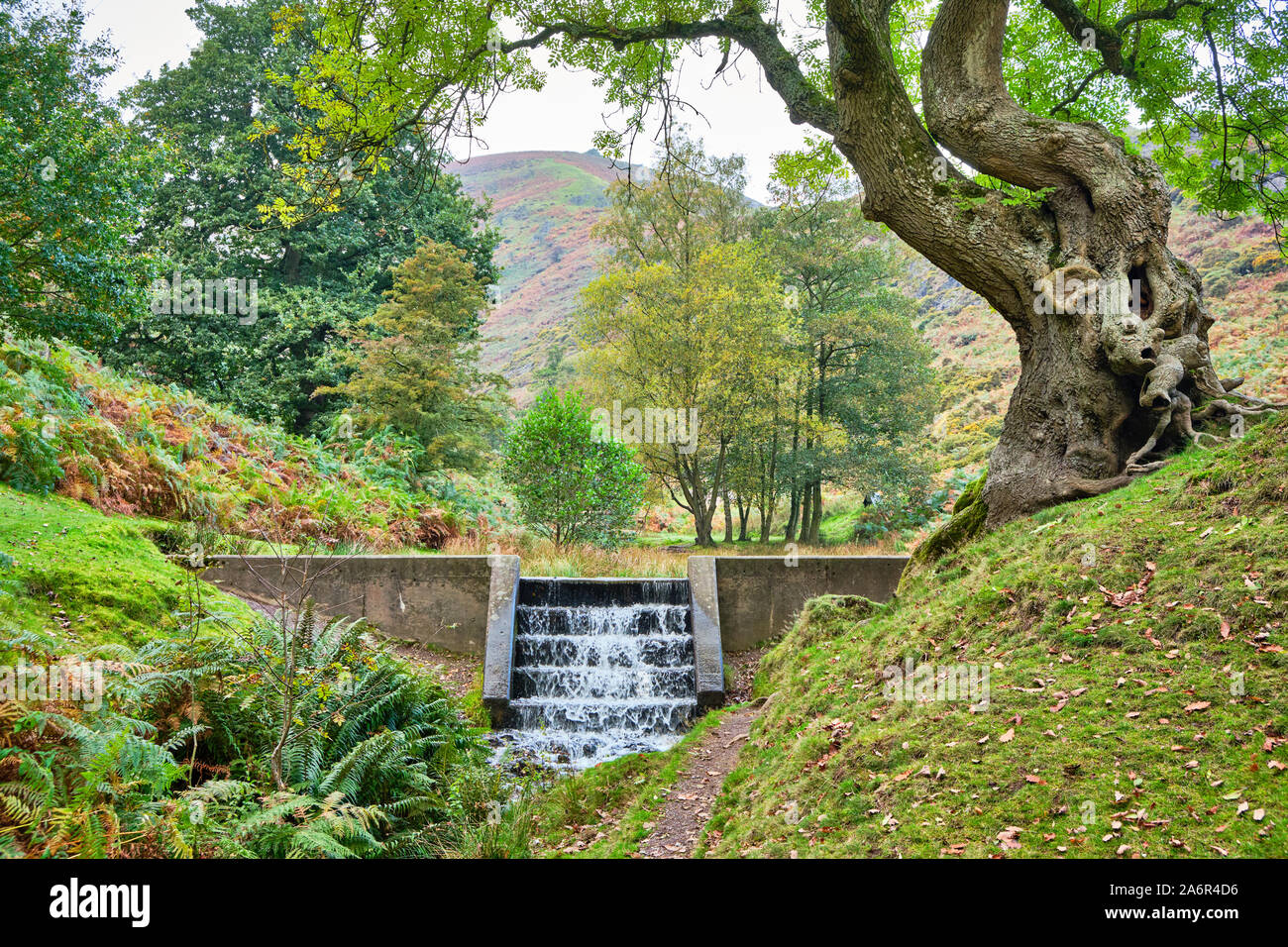 Beton, trat Wehr von einer alten knorrigen Baum, der Stream aus Carding mill valley Reservoir in Shropshire führenden Fed gerahmt Stockfoto