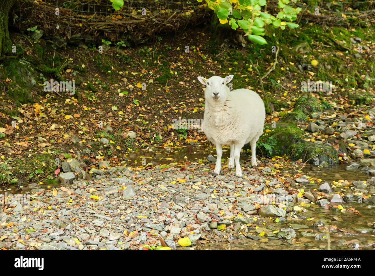 Schafe oder Ewe stand auf steinigem Boden an der Seite ein kleiner Bach in Carding Mill Valley/Long Mynd in der Nähe von Church Stretton, Shropshire, England, Großbritannien Stockfoto