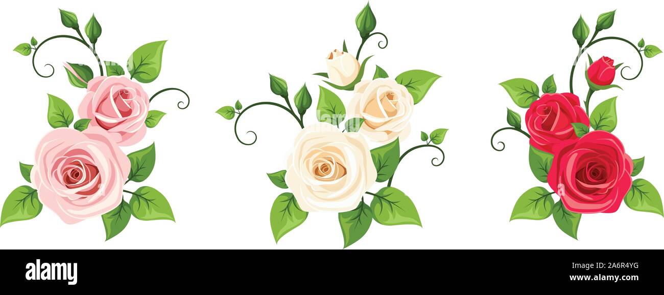 Satz von drei Vector rot, rosa und weißen Rosen Filialen auf einem weißen Hintergrund. Stock Vektor