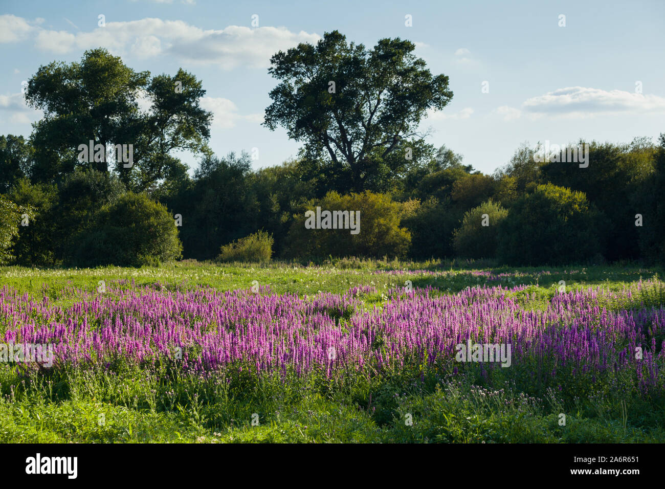 Klumpen der immerwährenden wilde Blume Blutweiderich (Lythrum salicaria) in der Abendsonne in einem Feuchtgebiet riverside Wasser Wiese an der Themse Stockfoto