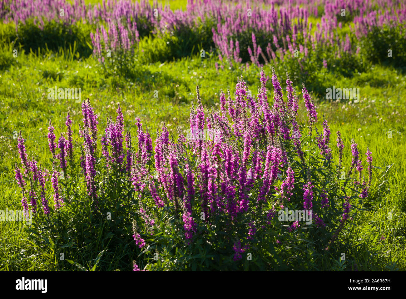 Klumpen der immerwährenden wilde Blume Blutweiderich (Lythrum salicaria) in der Abendsonne in einem Feuchtgebiet riverside Wasser Wiese an der Themse Stockfoto