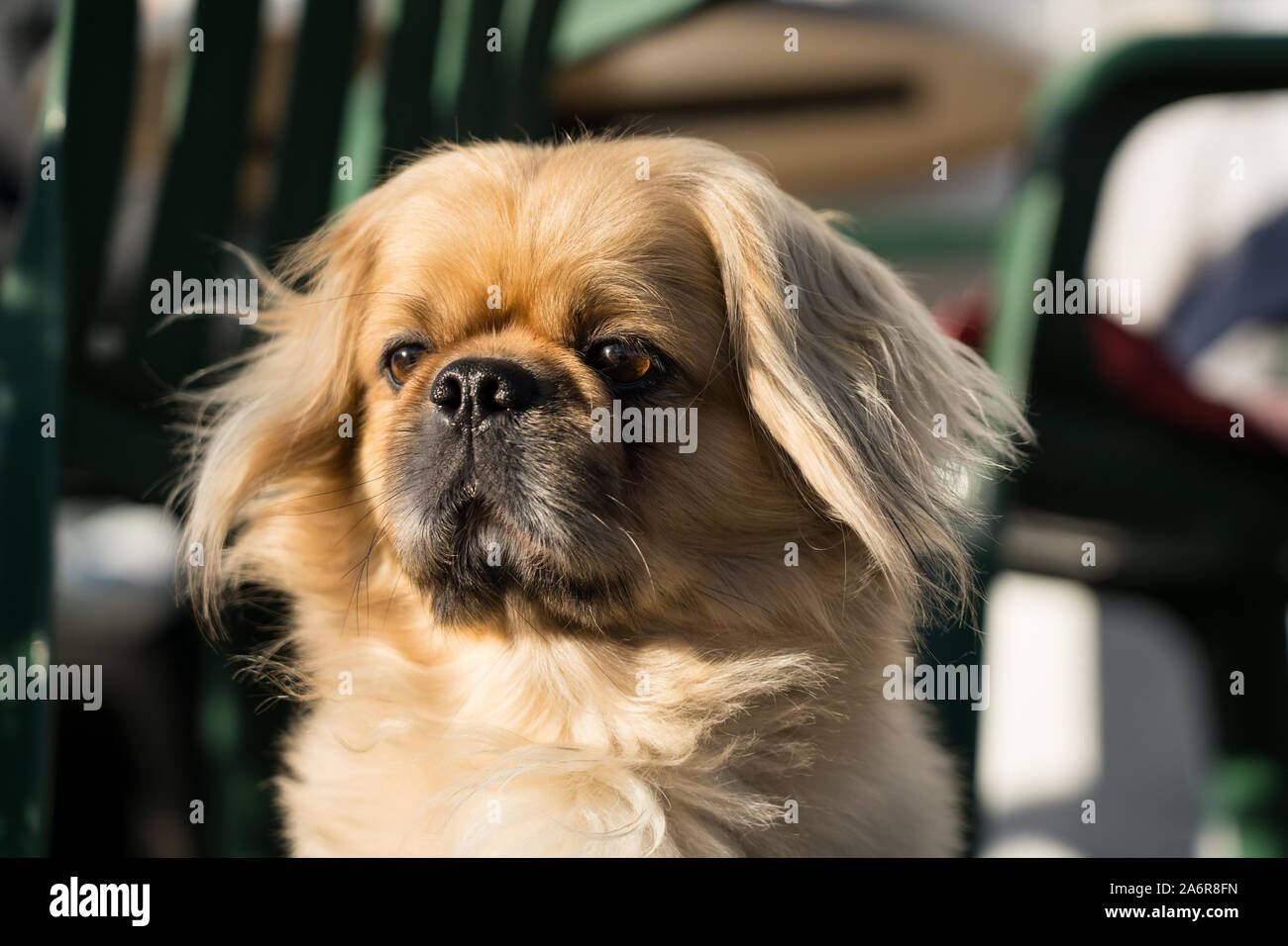 Männliche pekingese Dog Stockfoto