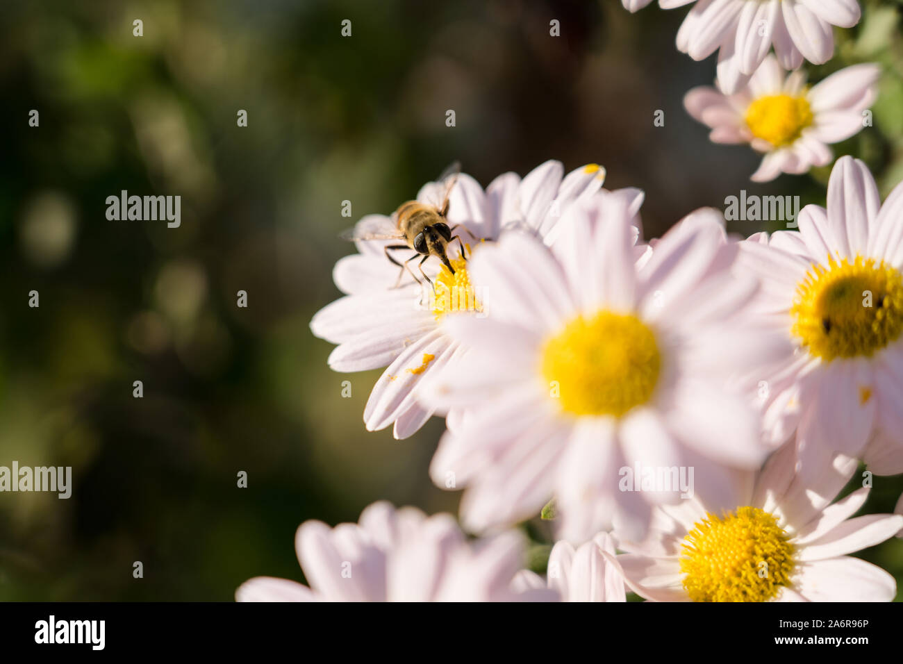 Europäische Honigbiene auf dem Marguerite daisy / Argyranthemum im Garten. Asteraceae, Chrysantheme. Stockfoto