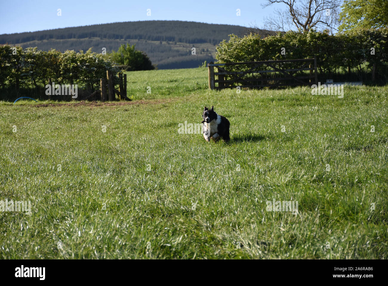 Feld mit einer Bounding schwarze und weiße Border Collie Hund. Stockfoto