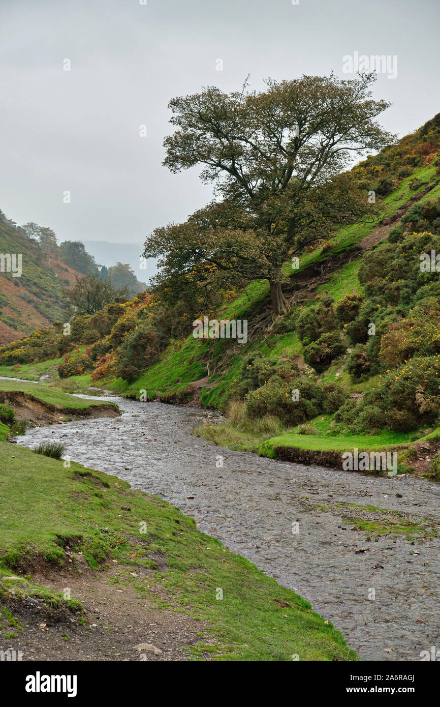 Einsamer Baum durch einen Bach oder Fluss in Carding Mill Valley, Shropshire, im Herbst Stockfoto