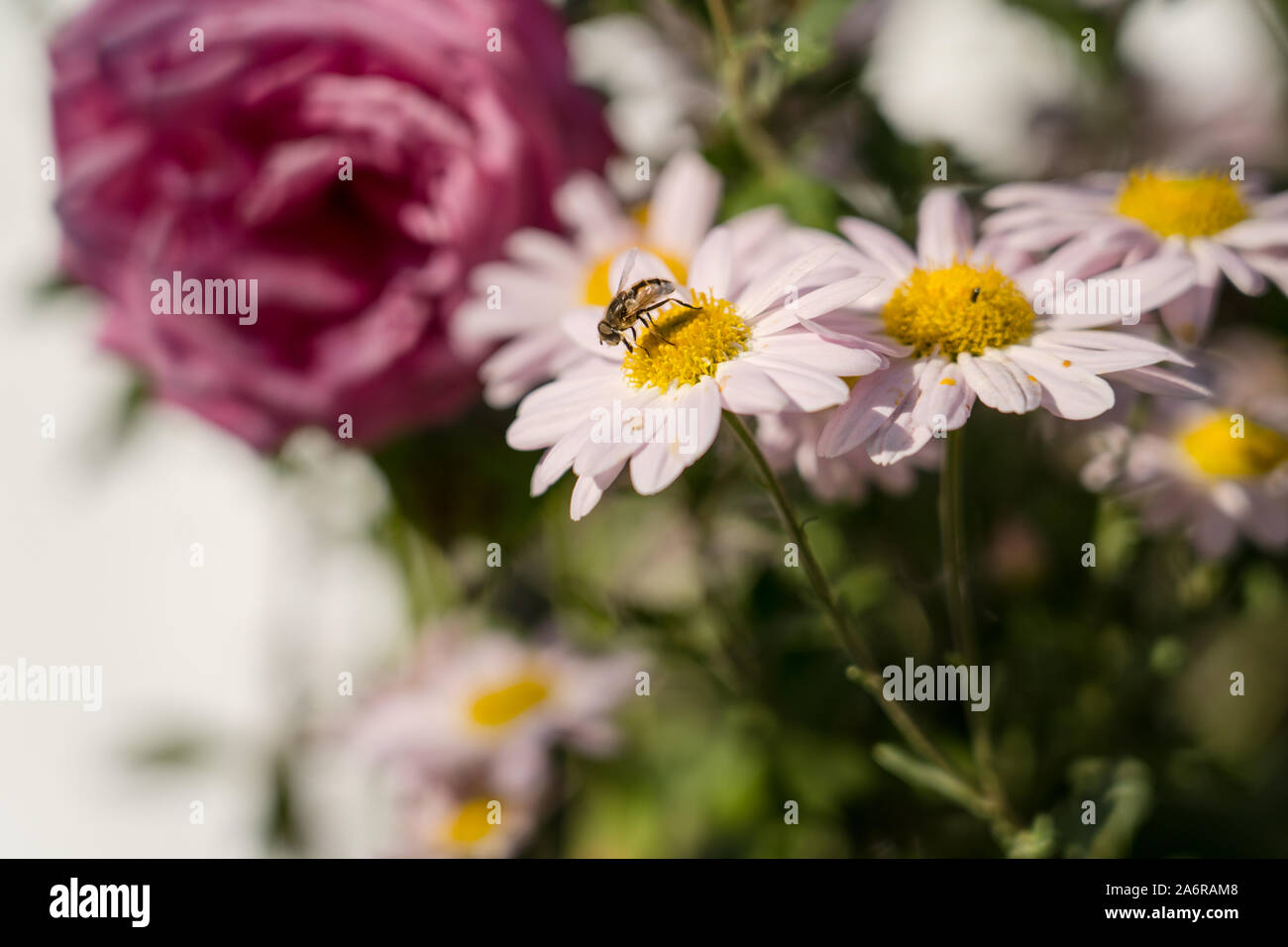 Europäische Honigbiene auf dem Marguerite daisy / Argyranthemum im Garten. Asteraceae, Chrysantheme. Stockfoto