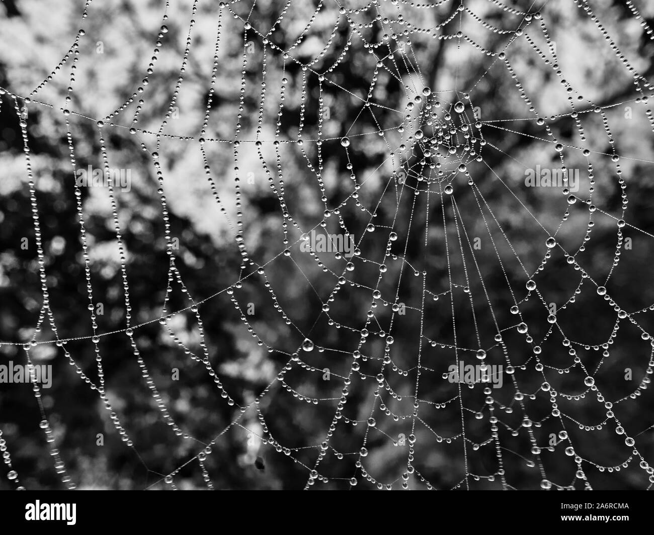 Spinnennetz closeup mit Wassertropfen Stockfoto
