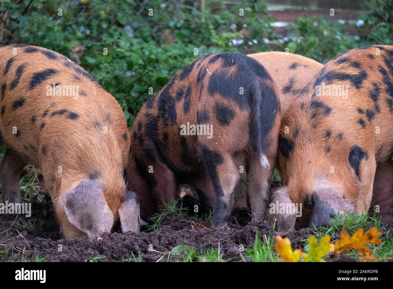 Oxford Sandstrand und schwarzen Schweine im New Forest, Hampshire UK. Während pannage Saison im Herbst, Schweine sind in den Wald freigegeben Eicheln zu fressen. Stockfoto