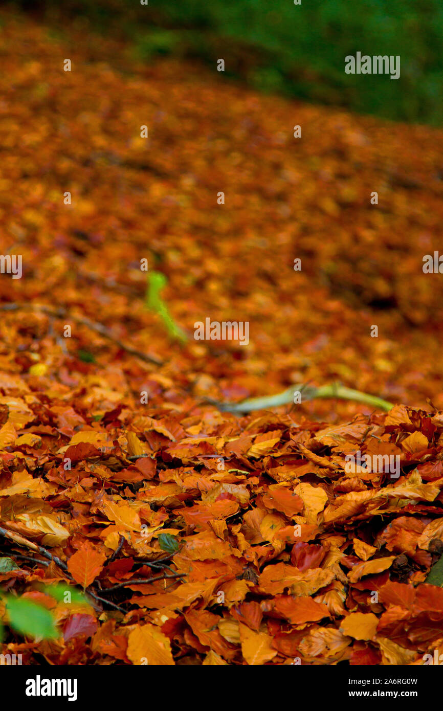 Im Herbst Laub auf dem Boden Stockfoto