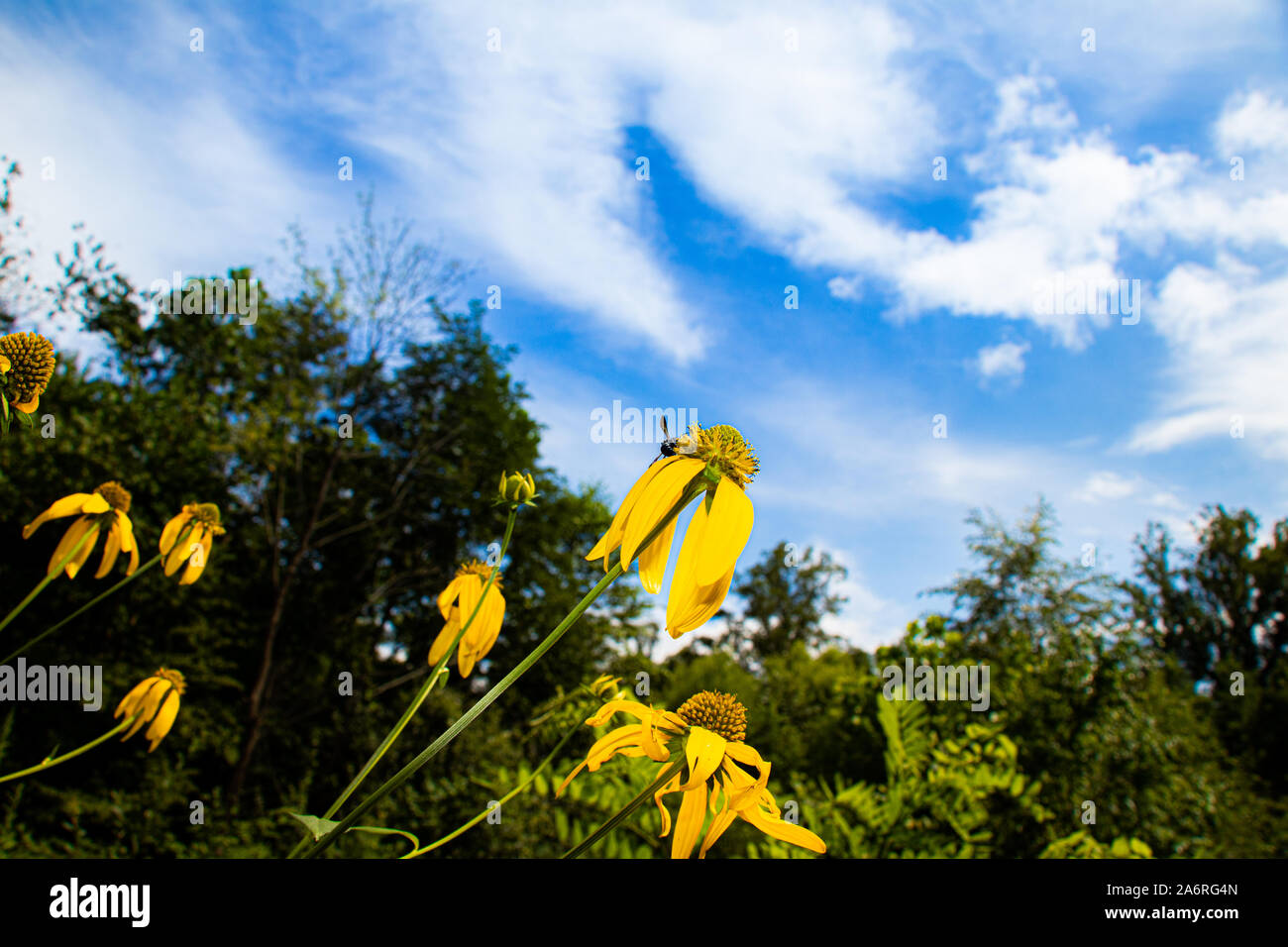 Große gelbe Blüten stehen vor dem Grün der Bäume & blauer Himmel Stockfoto