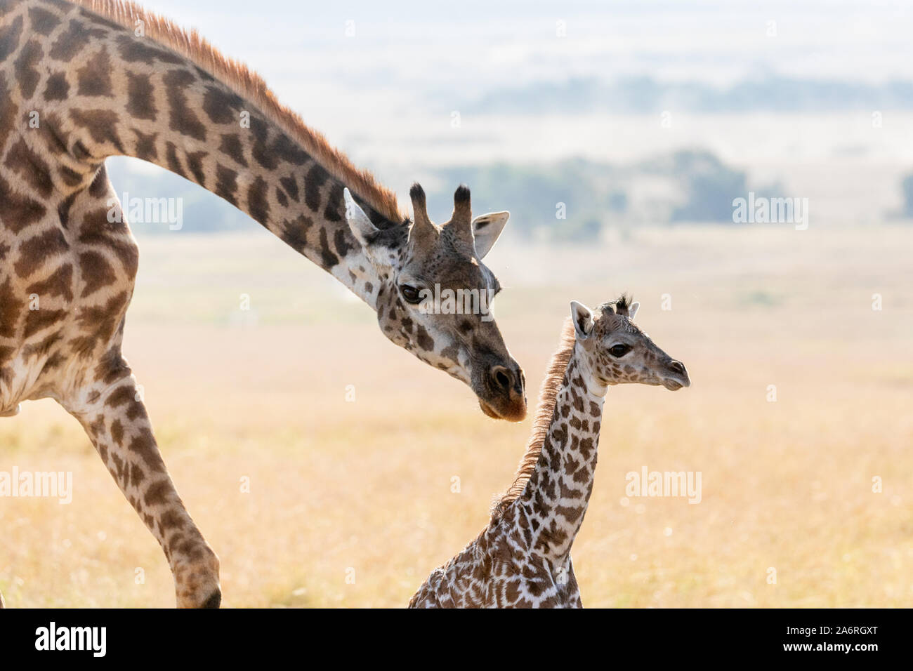 Masai Mara, Kenia, Afrika: Mutter Giraffe mit ihrer jungen Kalb. HEARTBREAKING Bilder zeigen eine Mutter giraffe versehentlich brechen ne's Ihr neugeborenes Kalb Stockfoto