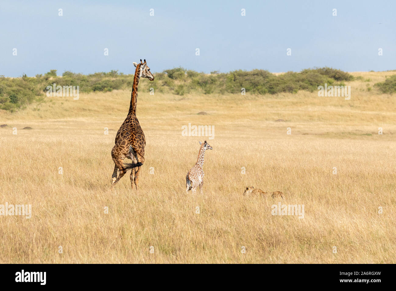 Masai Mara, Kenia, Afrika: Die löwin verengt auf das Baby Giraffe als seine Mutter sieht auf schützend. HEARTBREAKING Bilder zeigen eine Mutter Giraffe Stockfoto