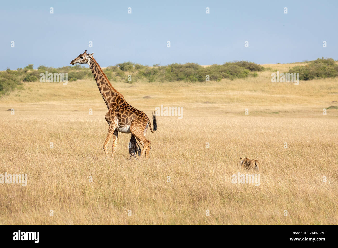 Masai Mara, Kenia, Afrika: Eine Löwin Ansätze das Paar. HEARTBREAKING Bilder zeigen eine Mutter giraffe versehentlich den Hals brechen ihr neugeborenes Kalb wi Stockfoto