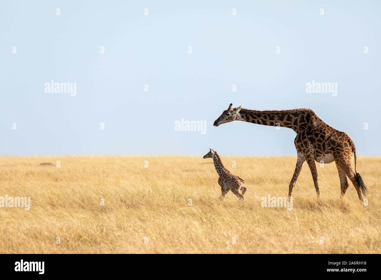 Masai Mara, Kenia, Afrika: Die weibliche Giraffe und ihr Kalb langsam Trek über der Masai Mara, Kenia. HEARTBREAKING Bilder zeigen eine Mutter giraffe acc Stockfoto