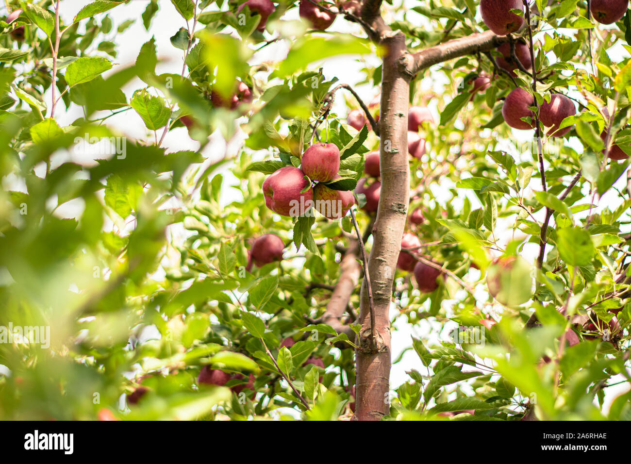 Obstbäume mit Ernte reife rote und Gier Äpfel in einem modernen libanesischen Apple Orchard mit espaliers am Ende der Sommersaison Stockfoto