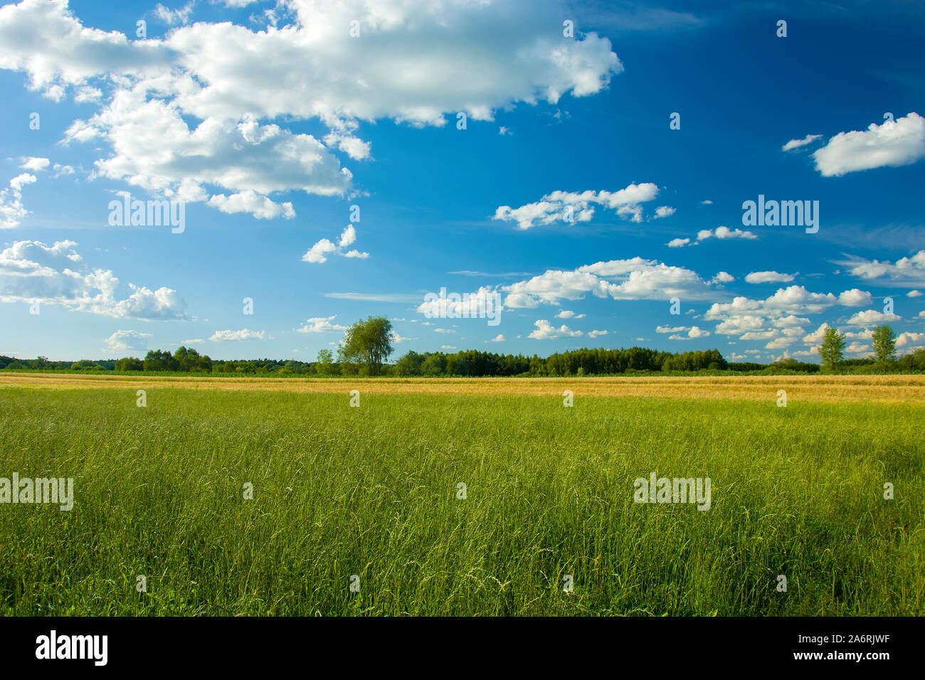 Grüne Gras auf der Wiese, Horizont und weißen Wolken am blauen Himmel, im östlichen Polen Stockfoto