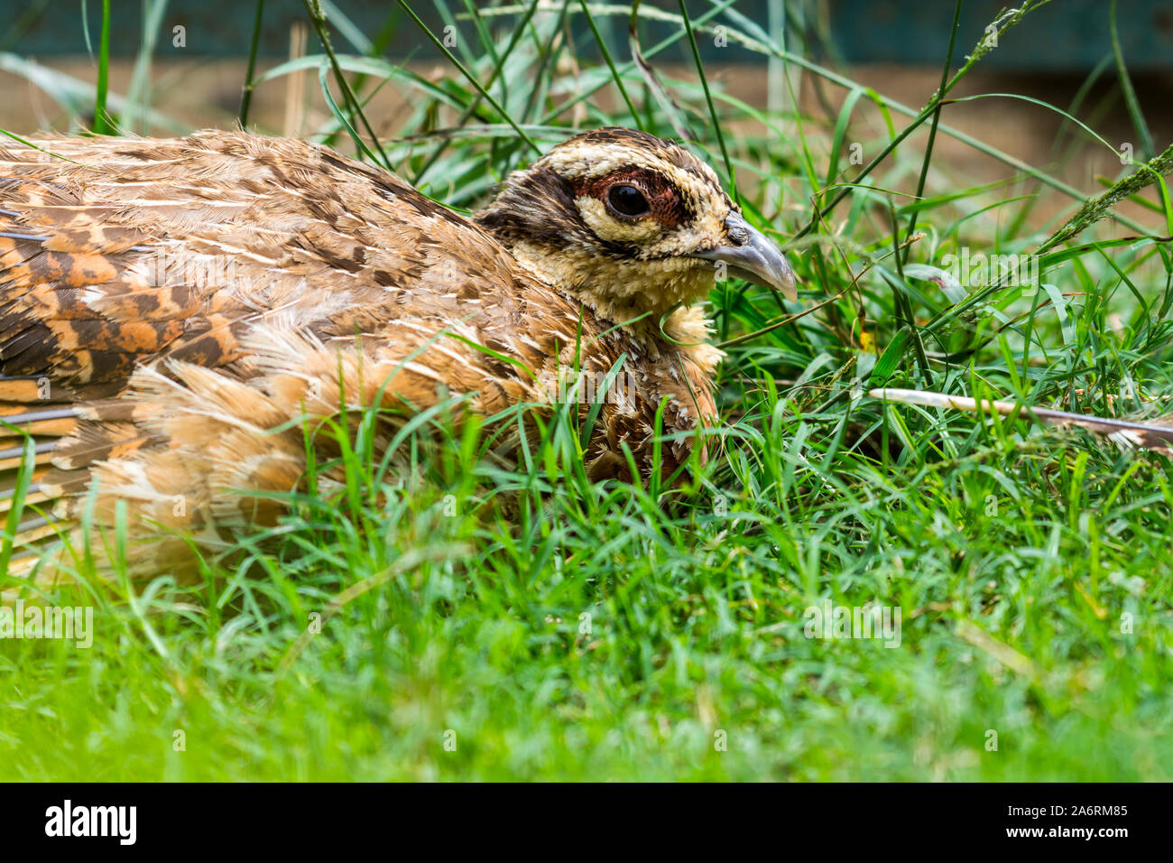Die gemeinsame Wachtel (Coturnix coturnix) oder europäische Wachtel ist eine kleine Boden-nesting Spiel Bird in den Fasan Familie Phasianidae Stockfoto