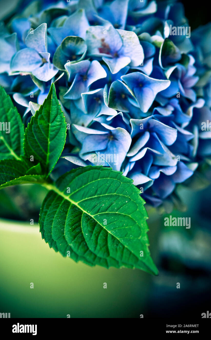 Makro Detail der Hydrangea Blütenblätter Stockfoto