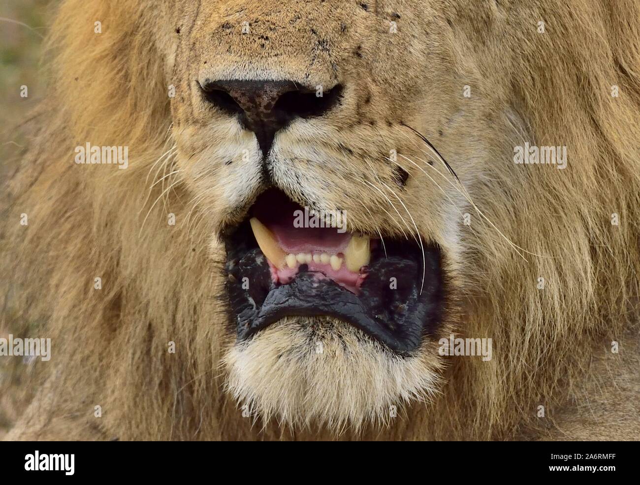 Nahaufnahme eines männlichen Löwen Mund Stockfoto