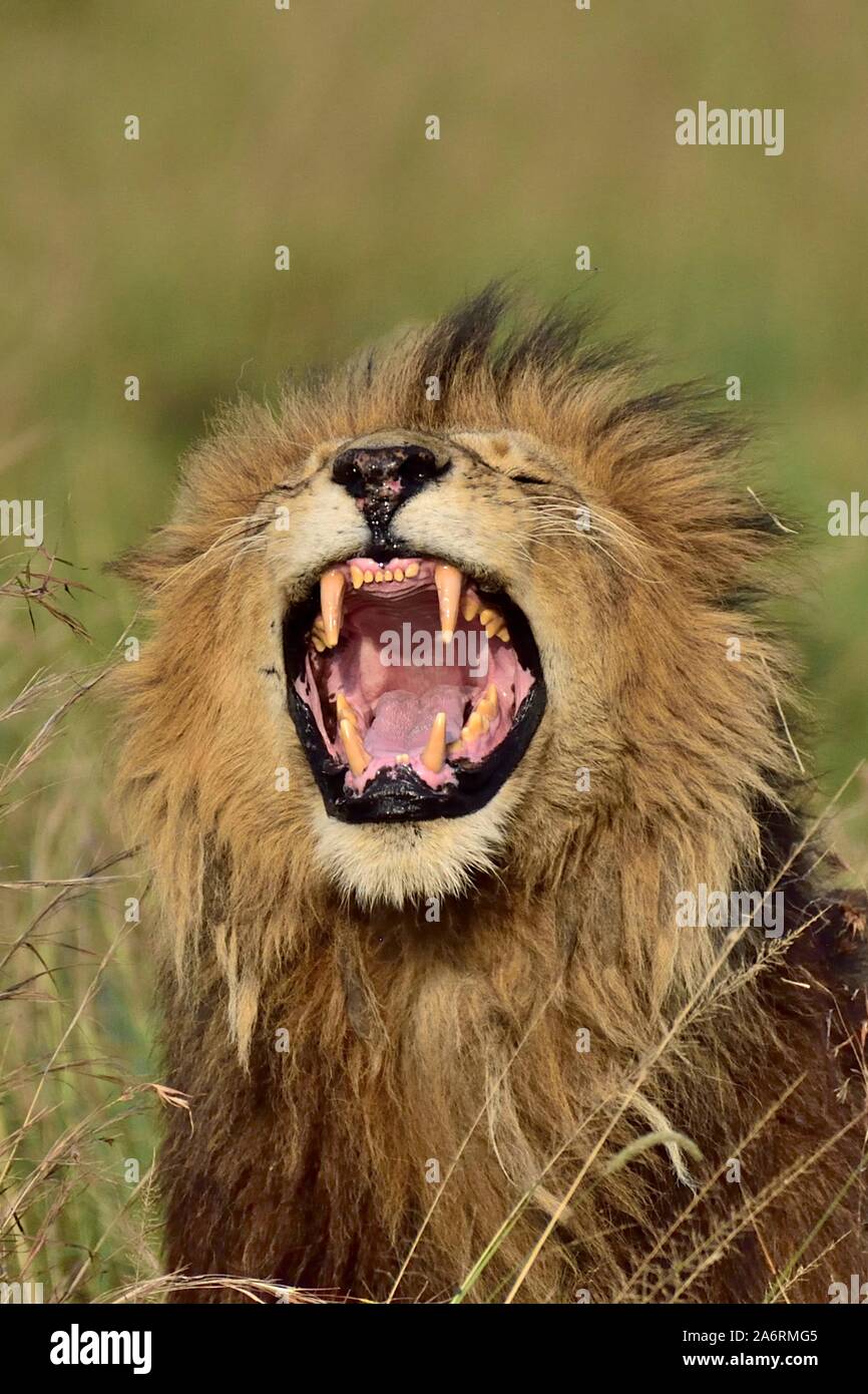 Ein männlicher Löwe brüllt, seine großen Zähne Stockfoto