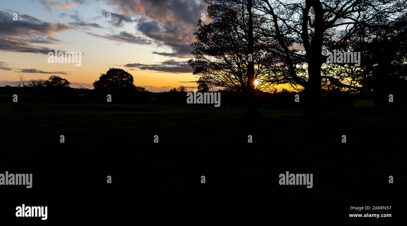 Eiche Baum bei Sonnenuntergang. Demütig durch Natur, Monmouthshire. Stockfoto