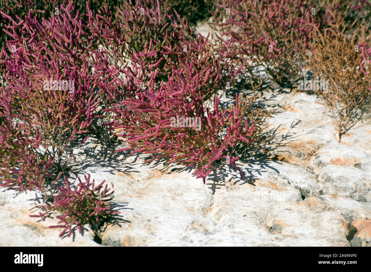 Gemeinsame Queller Stockfoto