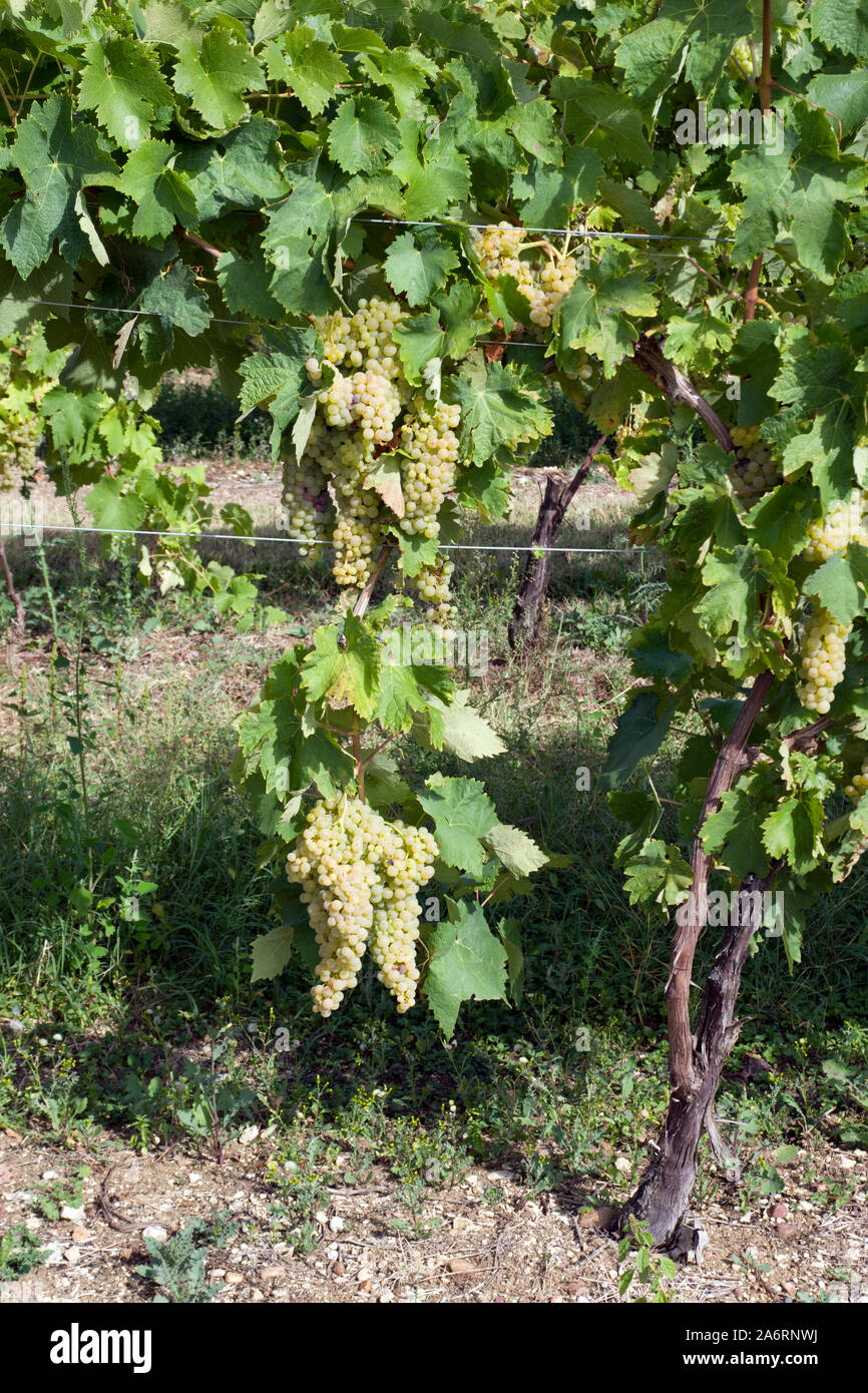 Weiße Trauben wachsen in der Charente, Frankreich Stockfoto