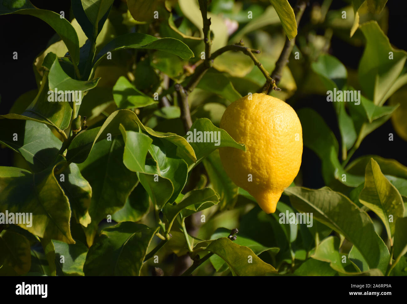 Eine reife Zitrone wächst auf einem Lemon Tree Stockfoto