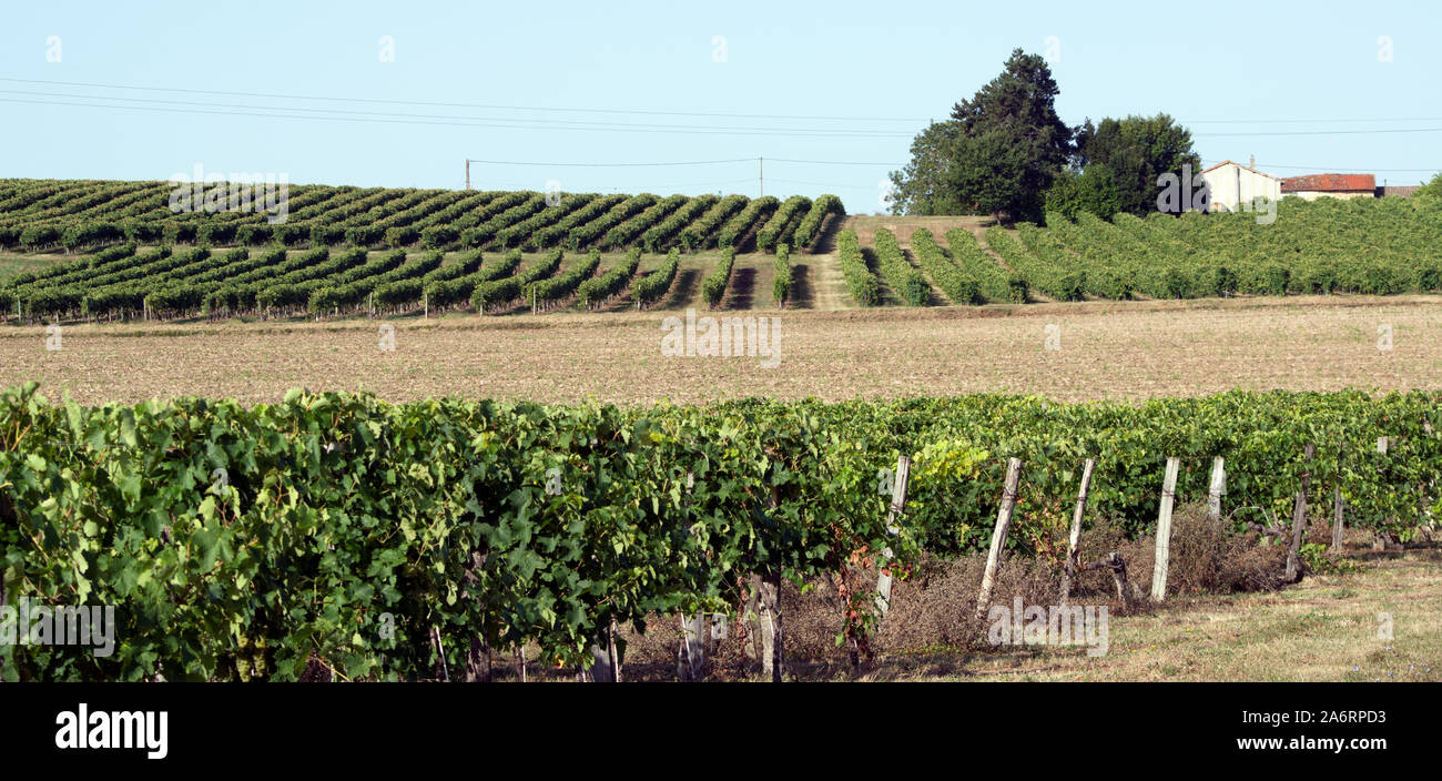 Reben wachsen in der Charente in der Nähe von Guimps, Frankreich Stockfoto