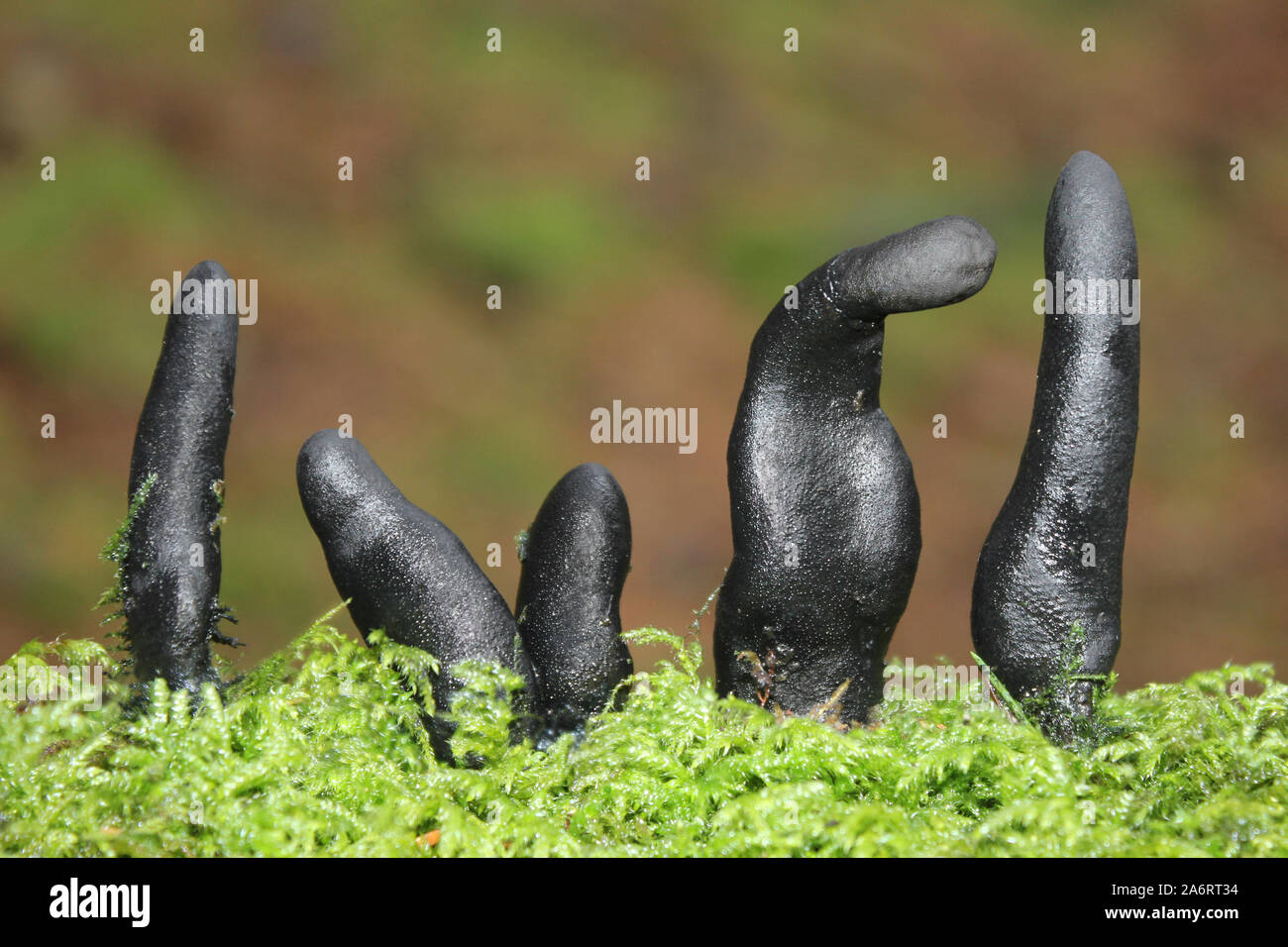 Dead Man's Finger Xylaria polymorpha Stockfoto