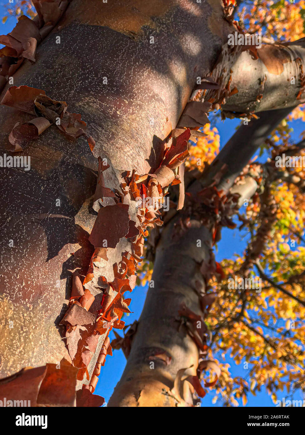 Paperbark Ahorn, Acer griseum, Whidbey Island, Washington, USA Stockfoto