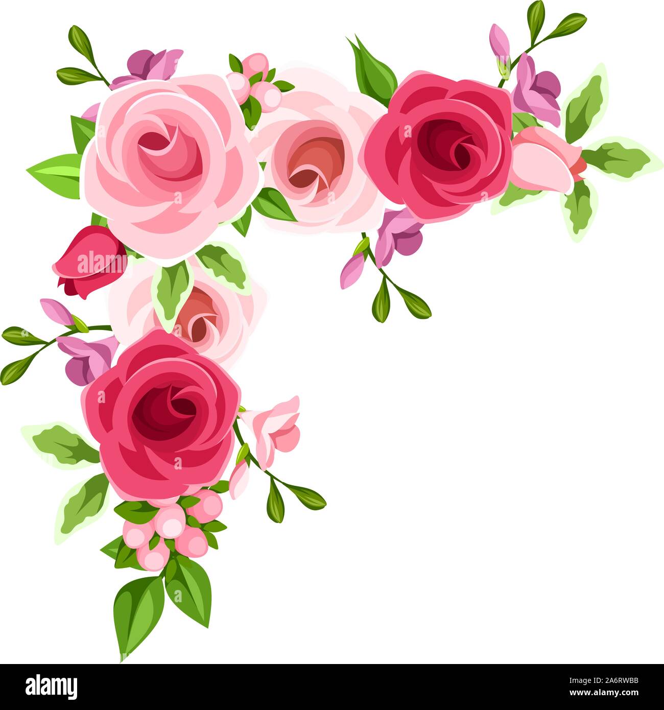 Vektor Ecke Hintergrund Mit Roten Rosa Und Lila Rosen Und Freesien Blumen Stock Vektorgrafik Alamy