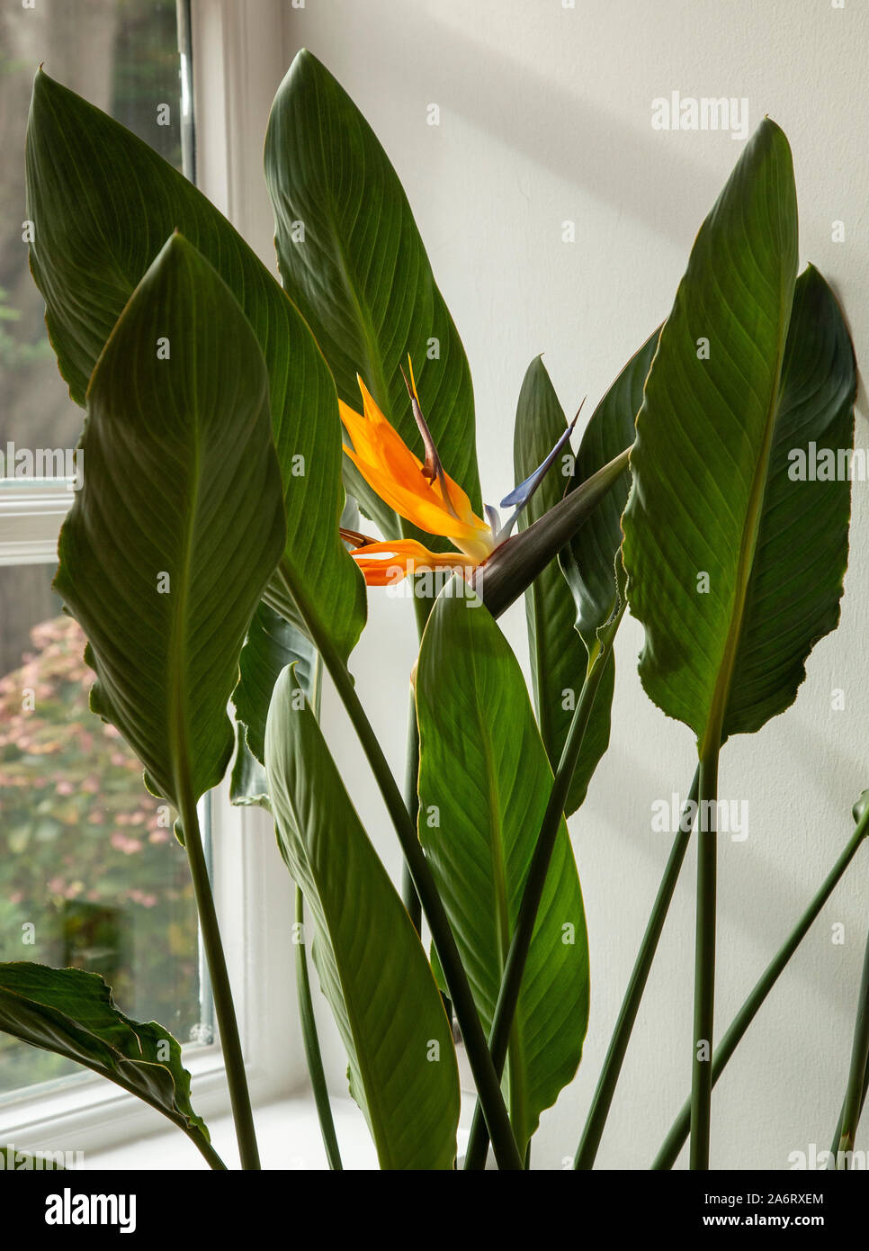 Strelitzia indoor Pflanze in Blüte - Bird of paradise flower. Stockfoto