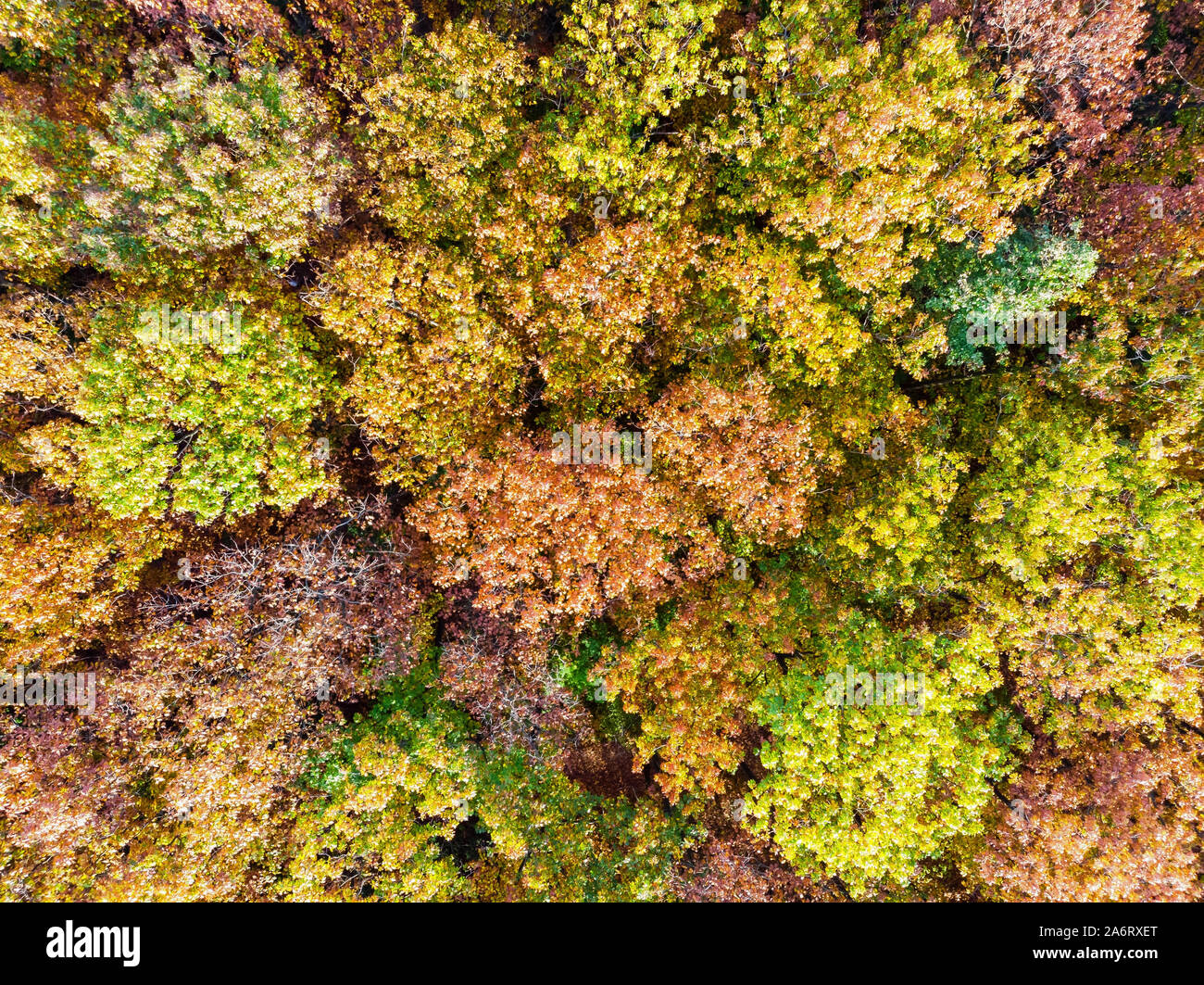 Luftaufnahme der Bunte Herbst Wald. Blick von direkt über Stockfoto