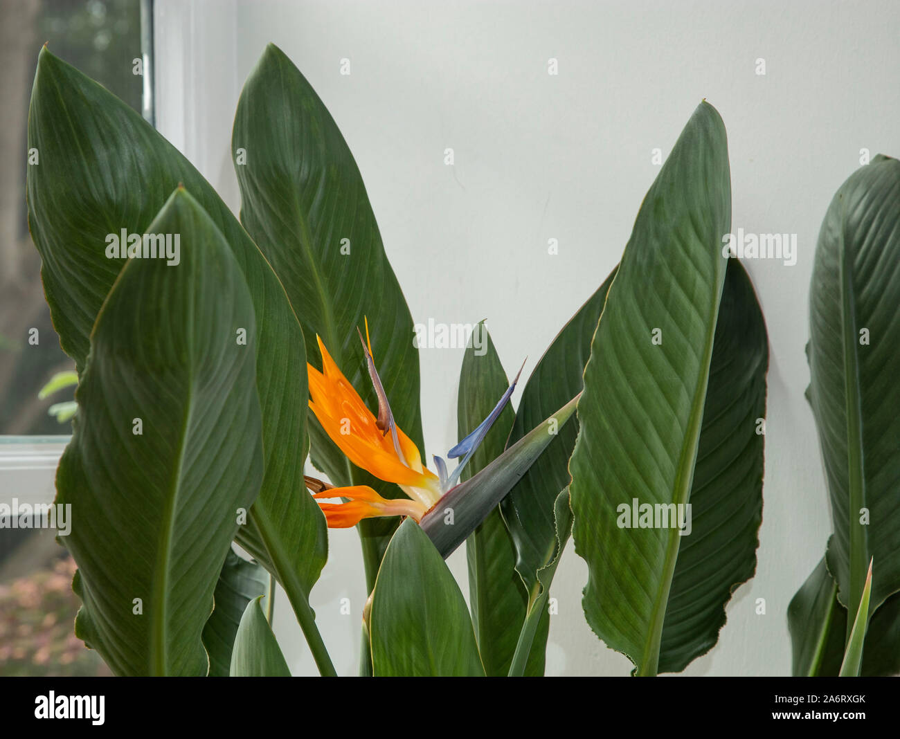 Strelitzia indoor Pflanze in Blüte - Bird of paradise flower. Stockfoto