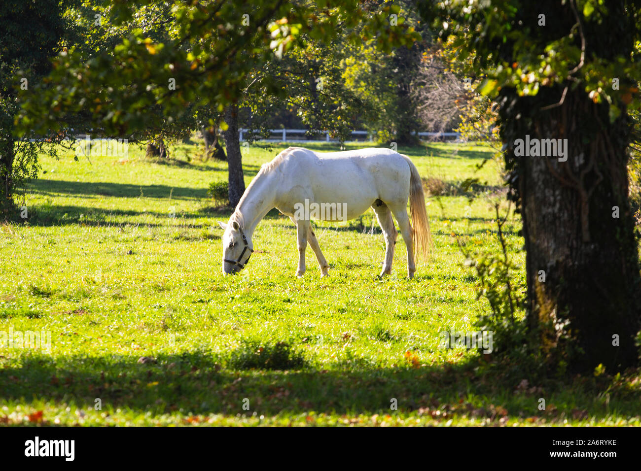 Lipica white horse Fotos und Bildmaterial in hoher Auflösung Alamy