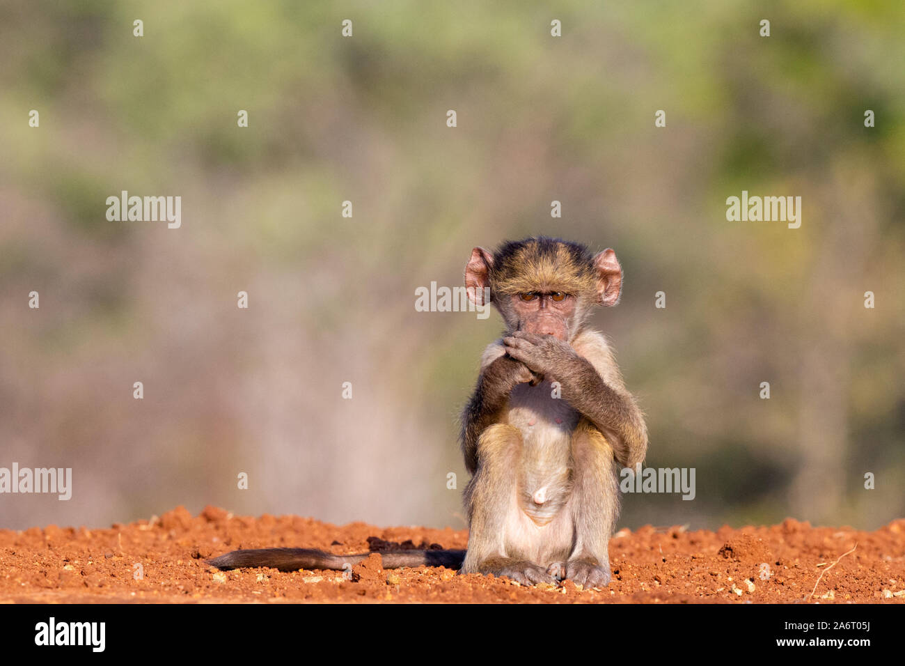 Baby Chacma Baboon (Papio ursinus) Sitzen mit beiden Händen vor dem Mund, karongwe Game Reserve, Limpopo, Südafrika Stockfoto