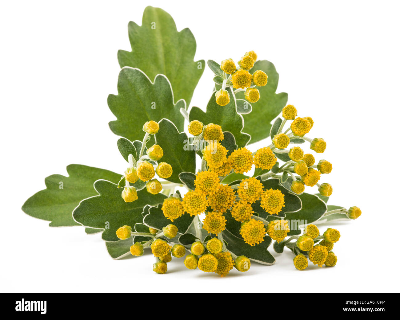 Gold und Silber Chrysantheme isoliert auf weißem Stockfoto