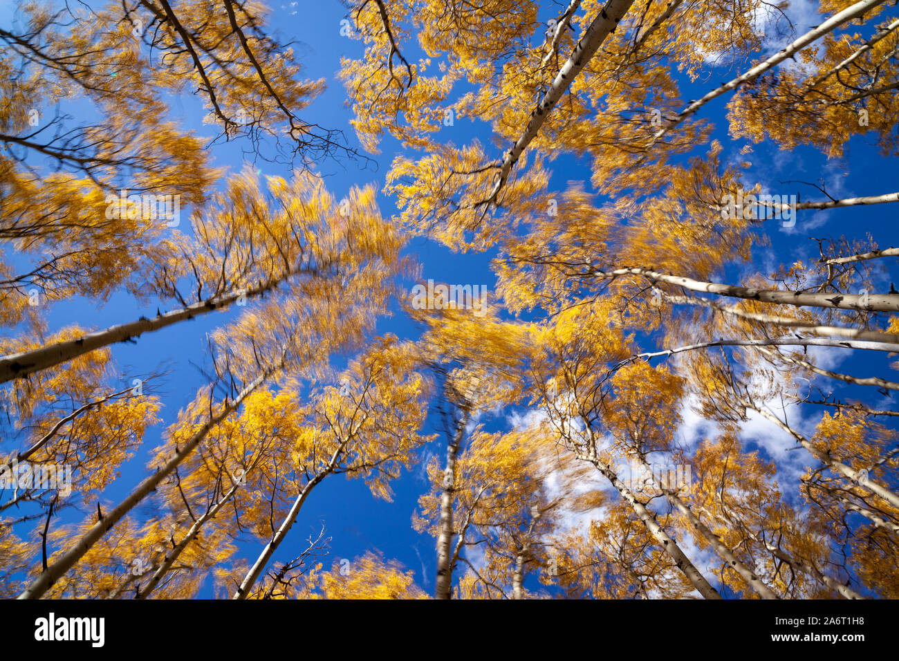Aspen Baumkronen wiegen sich im Wind im Herbst mit leuchtend goldgelbe Laub Stockfoto