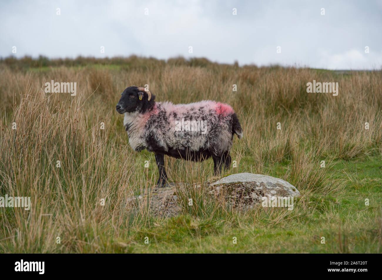 ein Schaf Stockfoto