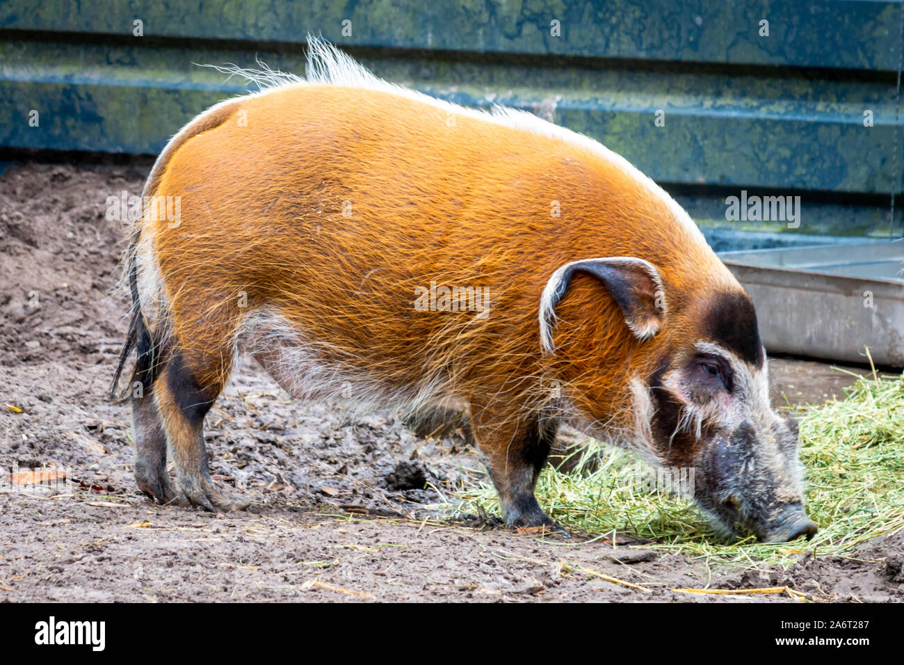 Schöne Red River Hog, ein Schwein mit sehr schönen Farben in der Regel in West- und Südafrika gesehen Stockfoto