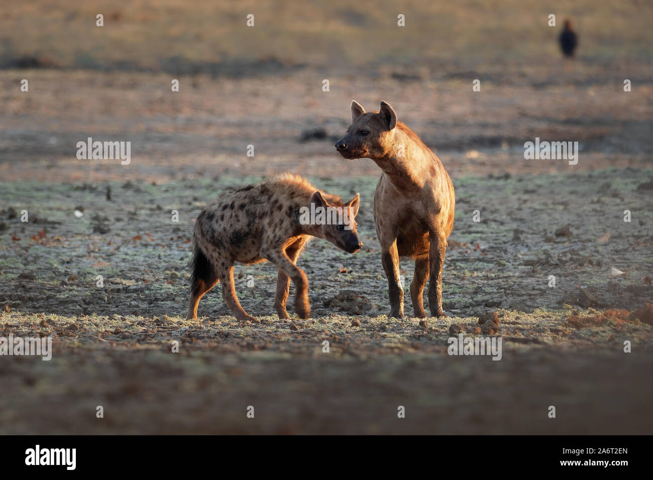 Tüpfelhyäne Crocuta crocuta - nach den Mahlzeiten gehen in den Park. Schönen Sonnenuntergang in Mana Pools. Simbabwe, sieht aus wie aus der Hölle. Stockfoto