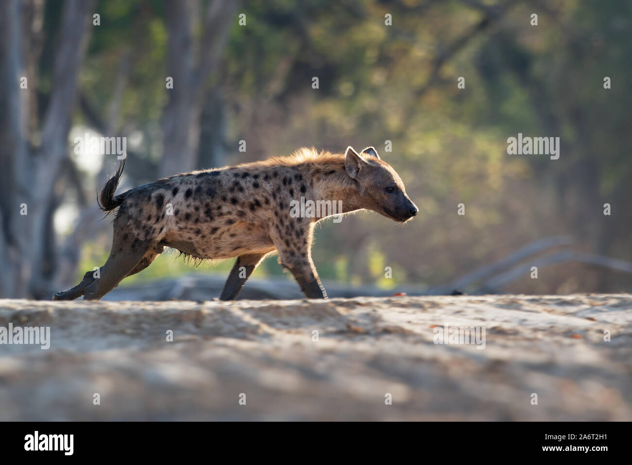 Tüpfelhyäne Crocuta crocuta - nach den Mahlzeiten gehen in den Park. Schönen Sonnenuntergang in Mana Pools. Simbabwe, sieht aus wie aus der Hölle. Stockfoto
