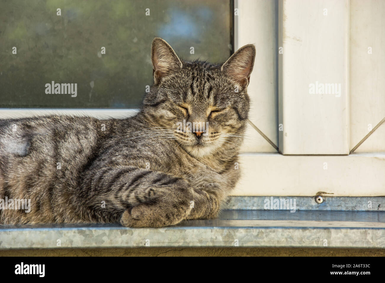Große, graue Katze schlafen auf der Fensterbank Stockfoto