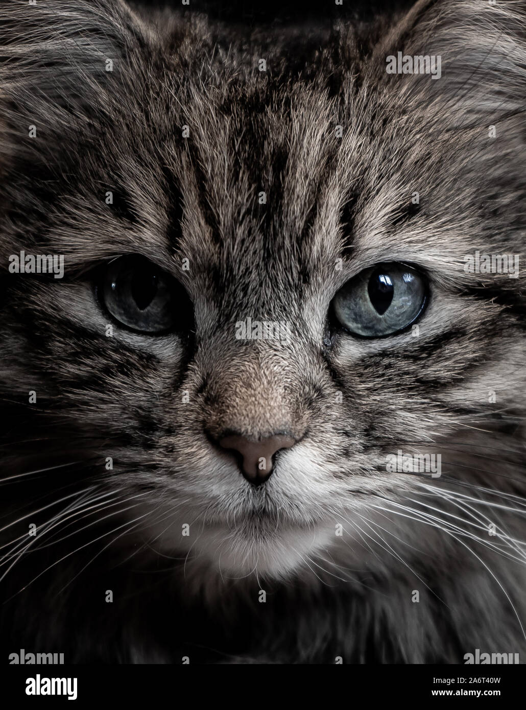 Porträt einer Tabby Katze Stockfoto