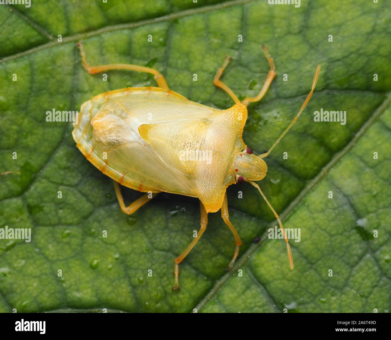 Dorsalansicht Der teneral Wald Shieldbug (Pentatoma rufipes) auf Ahorn Blatt. Kerry, Irland Stockfoto