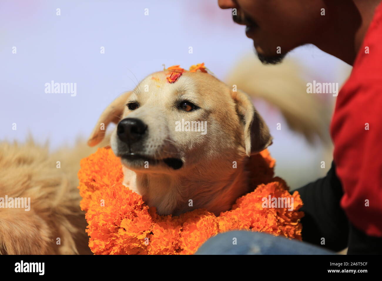 Kukur Tihar (Hund Festival) feiern in Kathmandu während des Tihar Festival im 27. Okt. 2019. Stockfoto
