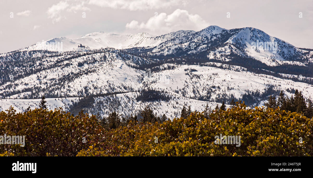 Panorama Nahaufnahme von mt Eddy in Siskiyou County California mit manzanita Sträucher im Vordergrund. Stockfoto